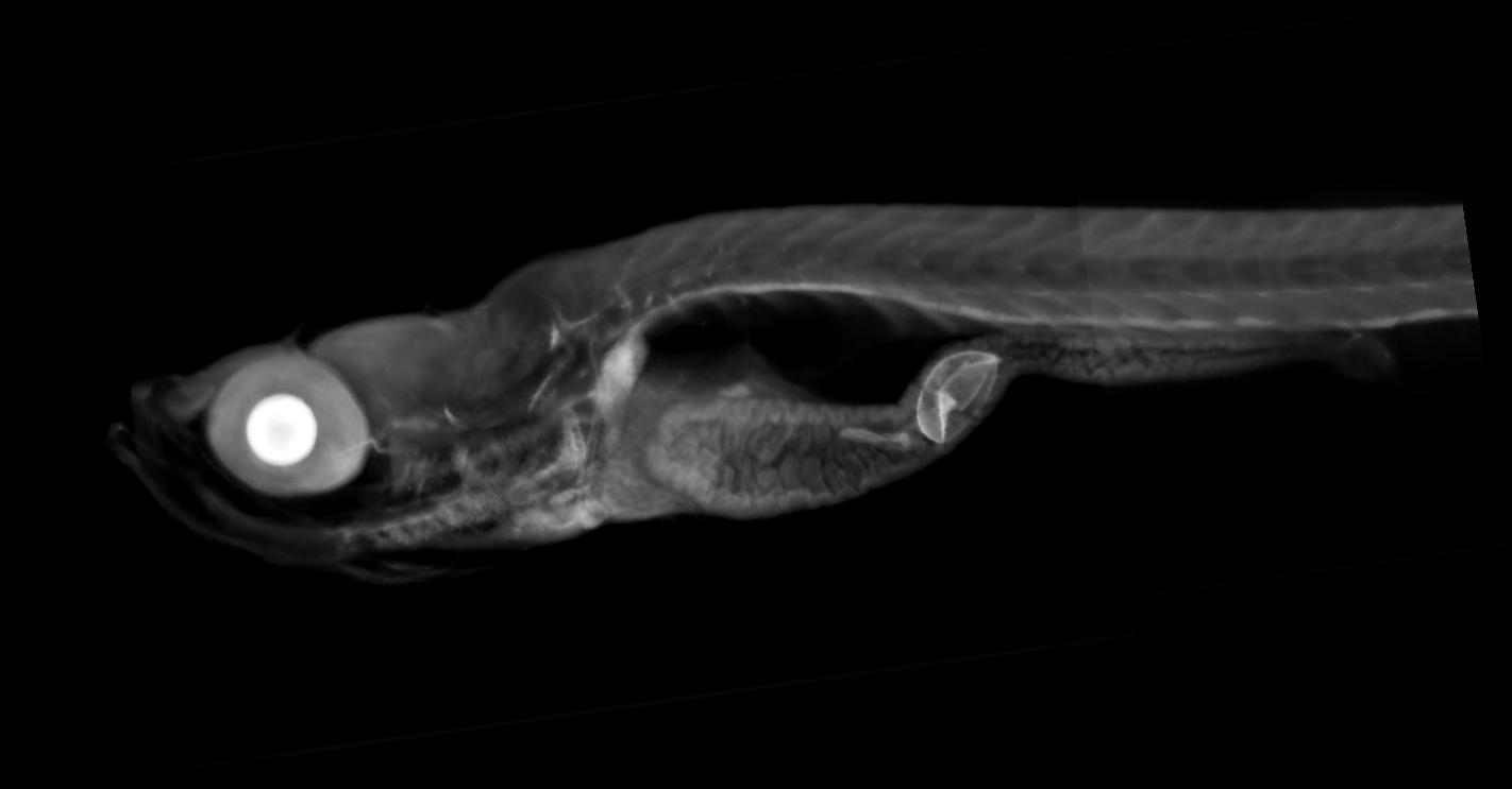 zebrafish 6mm side view