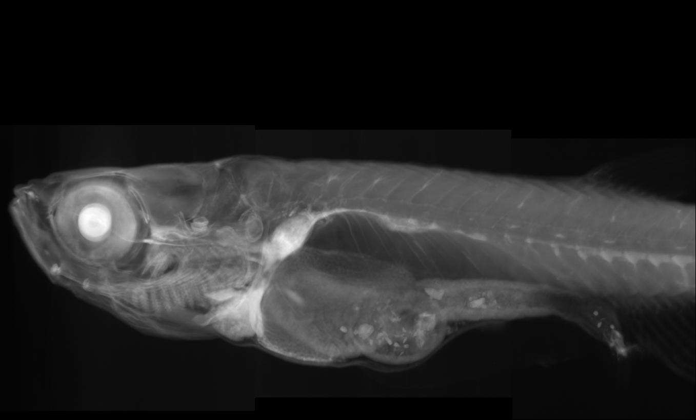 zebrafish 9mm side view