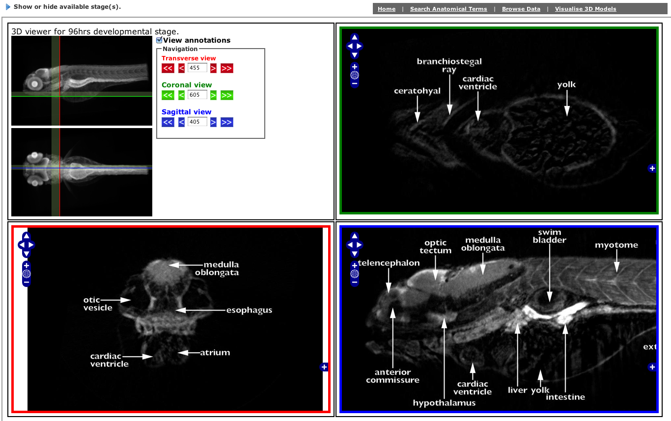 Search anatomy image